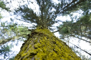 riesige bäume im wald