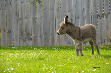 baby Donkey
