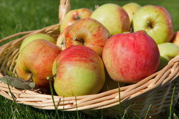 Basket full with apples