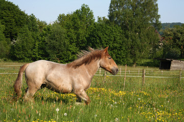 Fototapeta premium Kaltblut auf der Weide