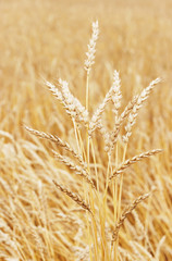 Wheat