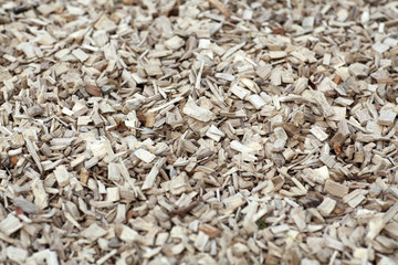 Holz