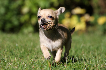 le petit chihuahua courant de face avec sa pomme de pin