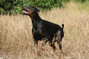 le dobermann adulte noir et feu scrutant le ciel
