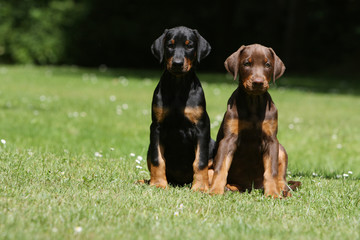 deux adorables petits dobermann assis côte à côte