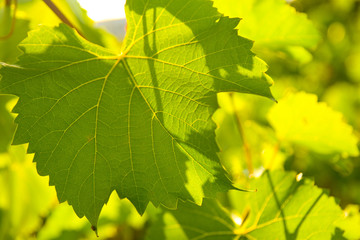 grape leaves