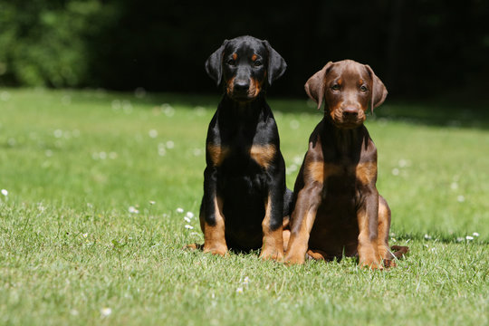 deux adorables petits dobermann assis c&ocirc;te &agrave; c&ocirc;te