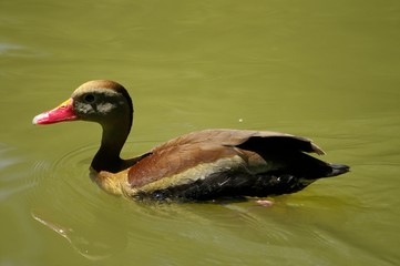 Canard