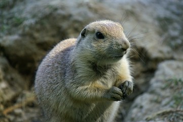 Chien de prairie à queue noire (Cynomys ludovicianus)