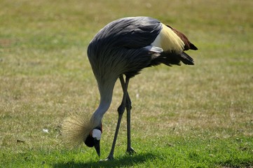 Grue royale (Balearica regulorum)