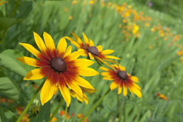 Yellow red chrysanthemum close up