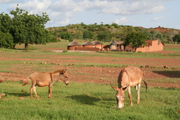 paysage rural au Burkina Faso