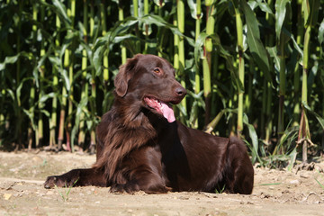 flat-coated retriever marron couché devant les maïs
