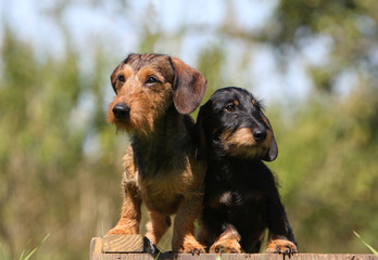 joli duo de teckels posant sur une terrasse