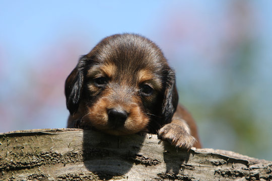4 Best Petit Bebe Images Stock Photos Vectors Adobe Stock