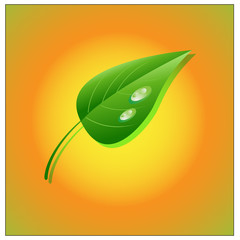 Green leaf background