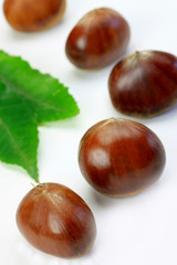 Fototapeta premium chestnut