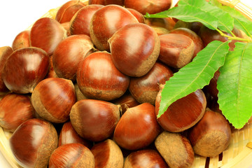 chestnut