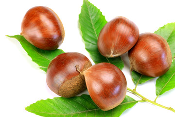 chestnut
