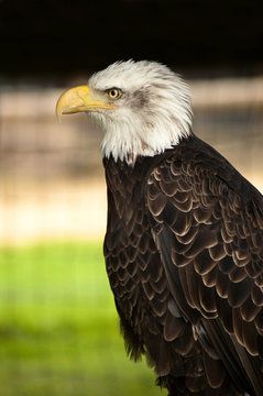 portrait of an american eagle