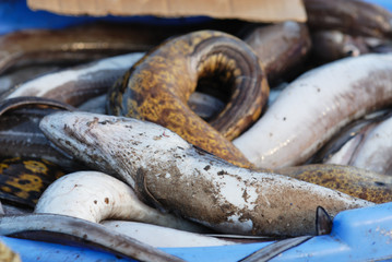 retour de la pêche