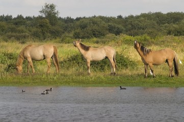 Chevaux Henson (Baie de Somme)