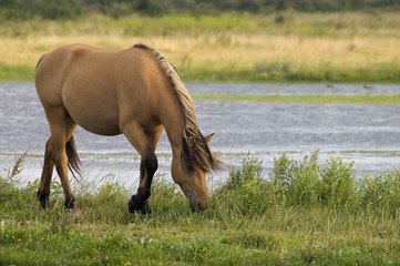 Chevaux Henson (Baie de Somme)