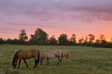 Chevaux Henson en pâture (Baie de Somme)