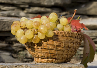 Autunno e uva