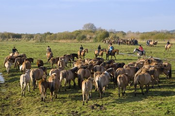 Transhenson 2008 - Rassemblement du troupeau de chevaux Henson e