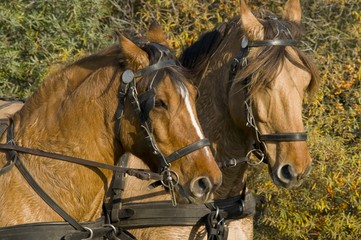 Transhenson 2008 - Rassemblement du troupeau de chevaux Henson e