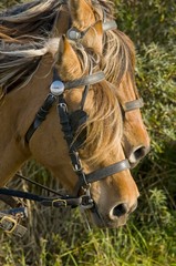 Obraz premium Transhenson 2008 - Rassemblement du troupeau de chevaux Henson e