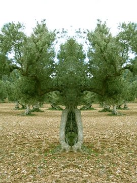 Olivenbaum