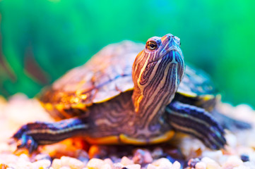 slider turtle