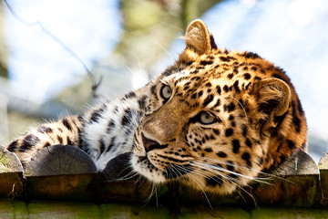A Leopard Who Has Just Woken Up