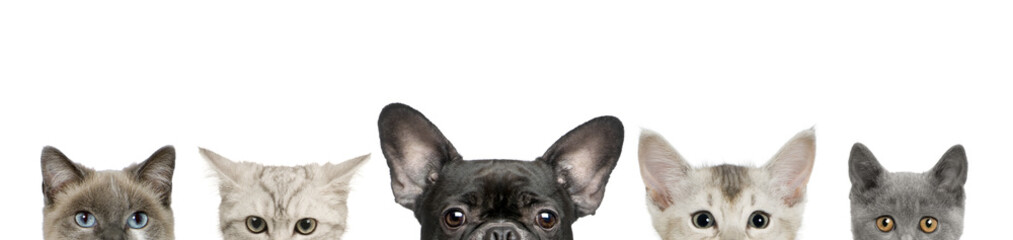 Dog head and cat heads in front of white background