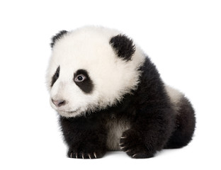 Giant Panda, 4 months old, in front of a white background,