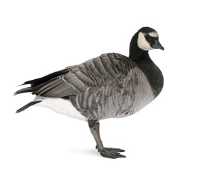 Mixed-Breed goose in front of a white background