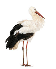 White Stork, standing in front of a white background