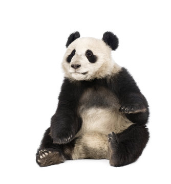Fototapeta Giant Panda, 18 months old, in front of a white background,