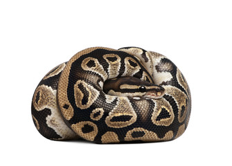 Young Python regius, curled up in front of a white background