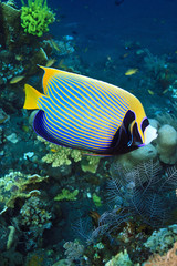 Fototapeta na wymiar Cesarz Skalary wolne pływanie na rafy koralowej w Indonezji