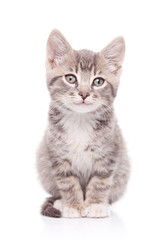 Gray cat isolated on white background