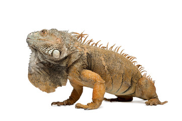 Side view of Green Iguana,  in front of white background,