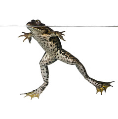 Edible frog floating in water, Rana esculenta, studio shot