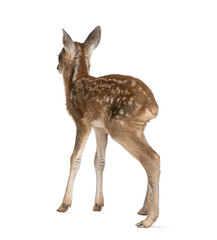 Rear view of Roe Deer Fawn, standing against white background © Eric Isselée