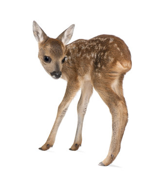 Side view of Roe Deer Fawn, standing against white background