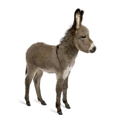 Side view of donkey foal, standing against white background