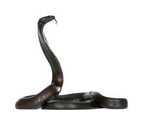 Fototapeta premium Side view of Egyptian cobra, against white background