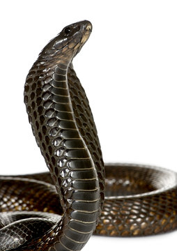 Close-up of Egyptian cobra, against white background